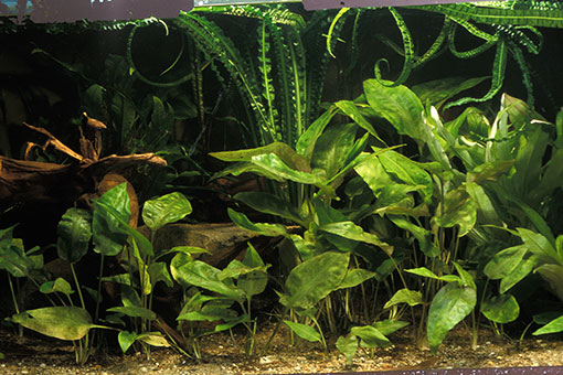 Pflanzenwuchs im Aquarium nach Einsatz von Sprudler sehr gering (Aquaristik)